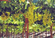 Australia | Las exportaciones australianas de uva de mesa vuelven a la normalidad gracias al impulso japonés