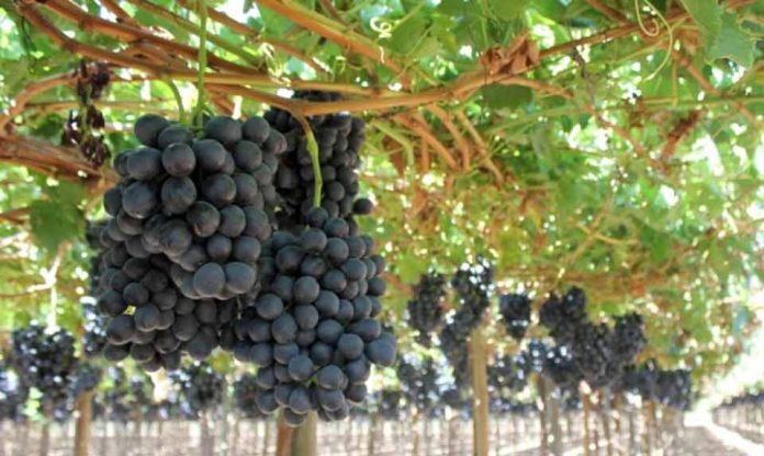 APECO llama a autoridades a reforzar controles ante creciente sustracción de fruta en Copiapó APECO llama a autoridades a reforzar controles ante creciente sustracción de fruta en Copiapó