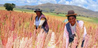 Agroexportaciones peruanas a Francia sin afectaciones pese a decreto sobre plaguicidas