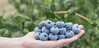 Alemania Fall Creek presentará la nueva variedad Sekoya Nova en Fruit Logistica 2026