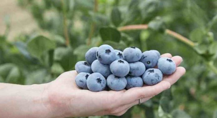 Alemania Fall Creek presentará la nueva variedad Sekoya Nova en Fruit Logistica 2026 Alemania Fall Creek presentará la nueva variedad Sekoya Nova en Fruit Logistica 2026