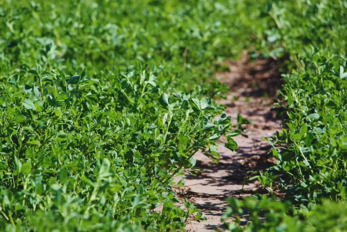 Alfalfa nuevas variedades para distintos desafíos ganaderos Alfalfa nuevas variedades para distintos desafíos ganaderos