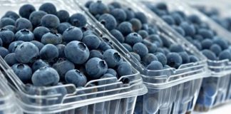 Arándanos de Ñuble temporada 202526 muestra precios atractivos pero advierte volatilidad del mercado