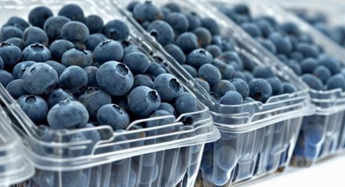 Arándanos de Ñuble temporada 202526 muestra precios atractivos pero advierte volatilidad del mercado Arándanos de Ñuble temporada 202526 muestra precios atractivos pero advierte volatilidad del mercado