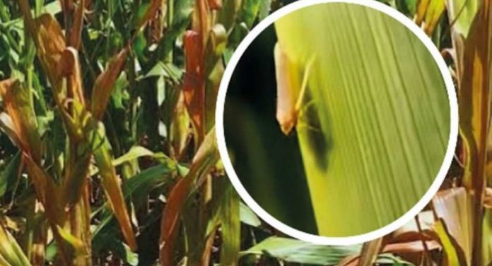 Argentina Chicharrita. Si bien es baja la prevalencia, detectaron presencia de la plaga en lotes del norte cordobés