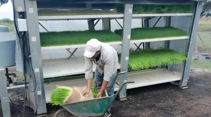 Argentina | Hidroponia forrajera en Chaco: una «fábrica de pasto» todo el año sin depender del clima