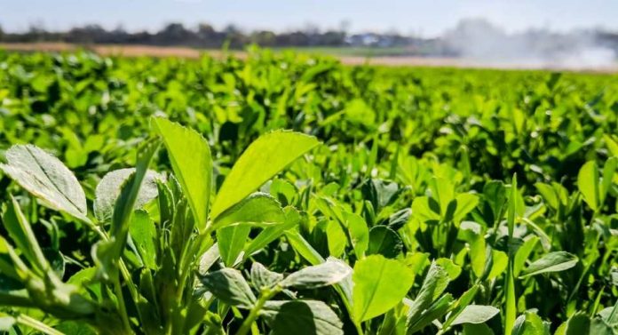 Argentina - INTA y Palo Verde lanzan tres nuevos cultivares de alfalfa