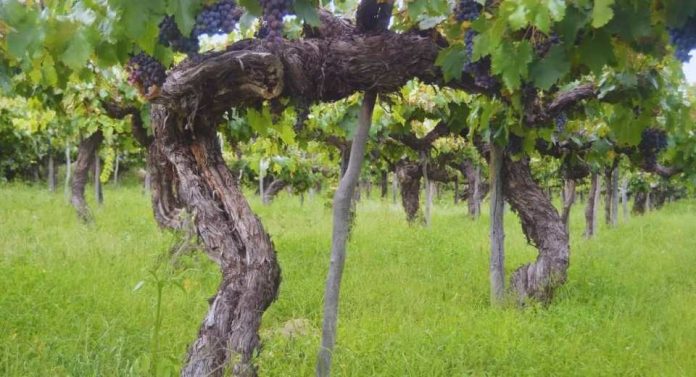 Argentina Impulsan la revalorización de las uvas criollas con potencial enológico
