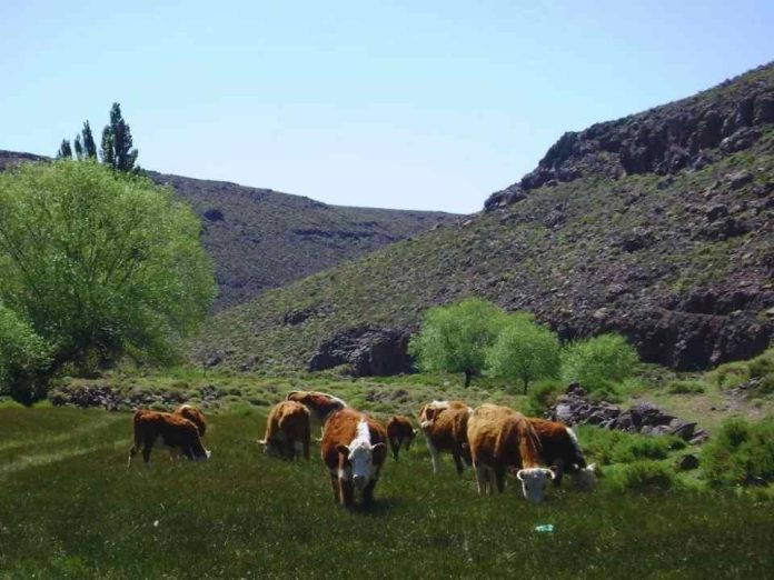 Argentina Mejorar la fertilidad y productividad de los suelos con carbono Argentina | Mejorar la fertilidad y productividad de los suelos con carbono