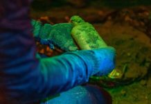 Argentina | Un científico enterró semillas en 1879 y el experimento sigue activo