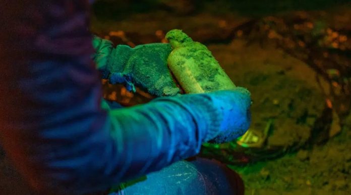 Argentina | Un científico enterró semillas en 1879 y el experimento sigue activo Argentina | Un científico enterró semillas en 1879 y el experimento sigue activo