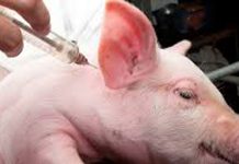 Brote internacional de peste porcina africana reactiva alertas sanitarias y comerciales para Chile