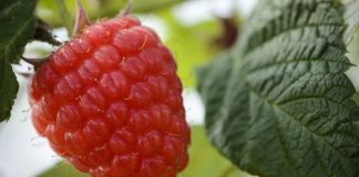 California El auge de los frutos rojos la nueva genética y el dimensionamiento estratégico impulsan el crecimiento de la categoría en 2026