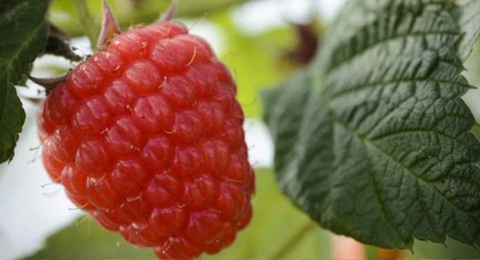 California El auge de los frutos rojos la nueva genética y el dimensionamiento estratégico impulsan el crecimiento de la categoría en 2026 California El auge de los frutos rojos la nueva genética y el dimensionamiento estratégico impulsan el crecimiento de la categoría en 2026