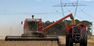 Maíz, trigo y girasol impulsan la campaña 2025/26 a la mayor cosecha de granos de la historia