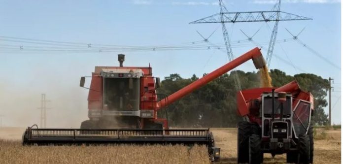 Maíz, trigo y girasol impulsan la campaña 2025/26 a la mayor cosecha de granos de la historia Maíz, trigo y girasol impulsan la campaña 2025/26 a la mayor cosecha de granos de la historia