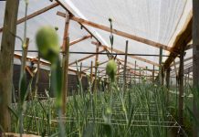 Centro Ceres impulsa la producción de bioinsumos junto a floricultores de Longotoma Centro Ceres impulsa la producción de bioinsumos junto a floricultores de Longotoma