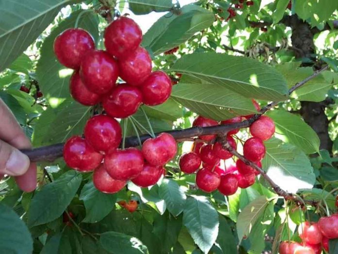 Cerezas chilenas: una temporada compleja en producción y comercialización