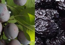 Certificación del estándar de sustentabilidad para Agroindustrial de Ciruelas Deshidratadas entra a sus etapas finales Certificación del estándar de sustentabilidad para Agroindustrial de Ciruelas Deshidratadas entra a sus etapas finales