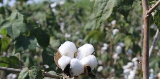 China mapea los secretos evolutivos del algodón para generar mejores cultivos