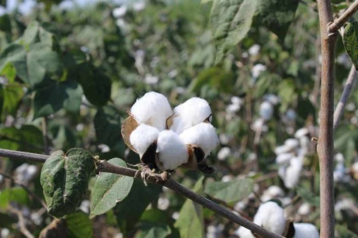 China mapea los secretos evolutivos del algodón para generar mejores cultivos