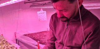 Científico chileno experimenta con energía nuclear para mejorar especies hortícolas