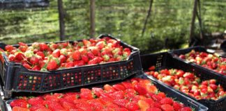 Científicos INIA avanzan en el desarrollo de un sistema de preservación biológico para la calidad de la frutilla  