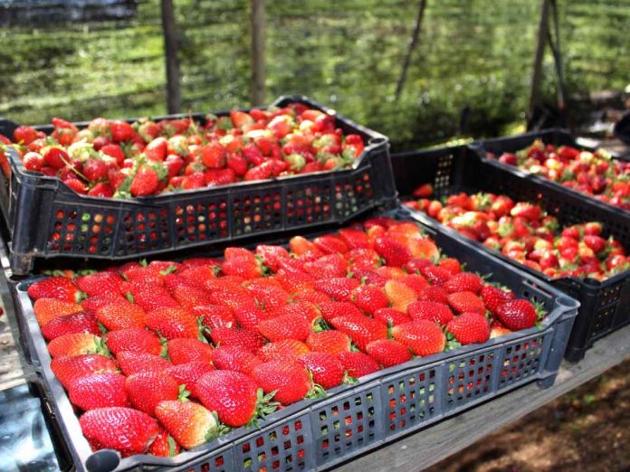 Científicos INIA avanzan en el desarrollo de un sistema de preservación biológico para la calidad de la frutilla  