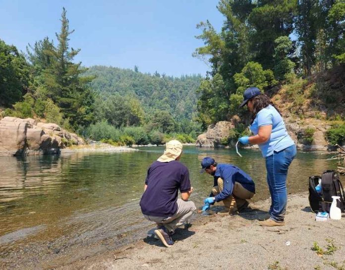 Científicos rescatan microorganismos nativos antes de la inundación del Embalse Zapallar en Ñuble