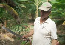 Cómo un proyecto en Perú apoya el cacao sostenible y sirve a los intereses suizos