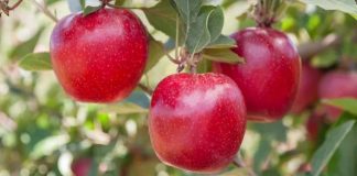 Con Brasil como motor, las exportaciones de manzanas argentinas aceleran su recuperación