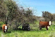 Con softwares especializados en valoración de costos y rentabilidad, INIA capacitó a equipo Prodesal de San Carlos Con softwares especializados en valoración de costos y rentabilidad, INIA capacitó a equipo Prodesal de San Carlos