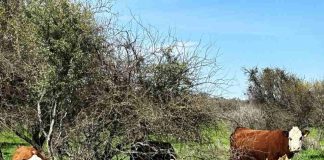 Con softwares especializados en valoración de costos y rentabilidad, INIA capacitó a equipo Prodesal de San Carlos