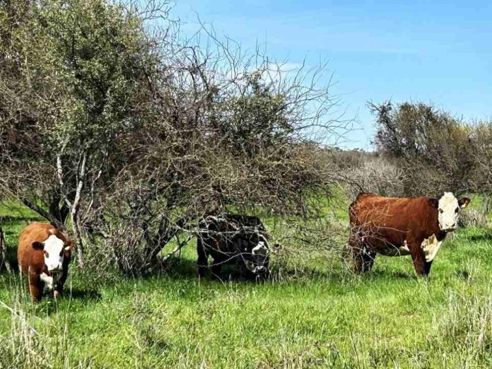 Con softwares especializados en valoración de costos y rentabilidad, INIA capacitó a equipo Prodesal de San Carlos