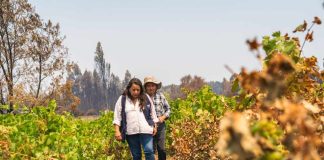 Conoce quiénes puede acceder a las ayudas tempranas que INDAP entrega a los afectados de los incendios