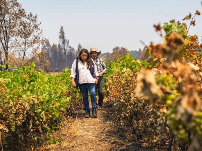 Conoce quiénes puede acceder a las ayudas tempranas que INDAP entrega a los afectados de los incendios