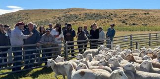 Corfo impulsa innovación ovina en Tierra del Fuego para aumentar la producción de carne