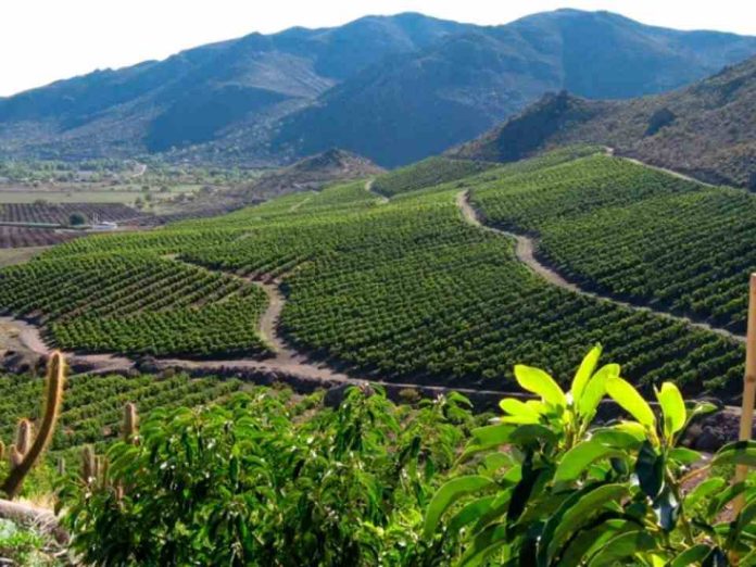 De Rotterdam a los predios de la Cuenca de Aconcagua: El plan que busca la sostenibilidad en la fruticultura