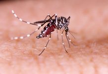 Mosquito del dengue en Chile: Cómo se transmite la enfermedad y por qué hay alerta sanitaria Mosquito del dengue en Chile: Cómo se transmite la enfermedad y por qué hay alerta sanitaria