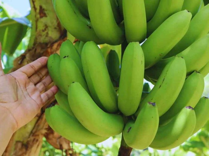 Desarrollan variedades de banana que mejoran el rendimiento y la calidad