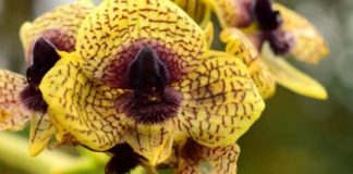 Ecuador sumó 78 nuevas especies científicas en 2025