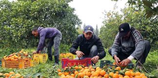 Egipto consolida su ascenso como potencia citrícola