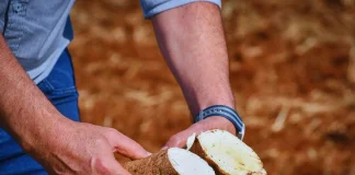 El INTA desarrolla cultivares de mandioca para el consumo y la industria