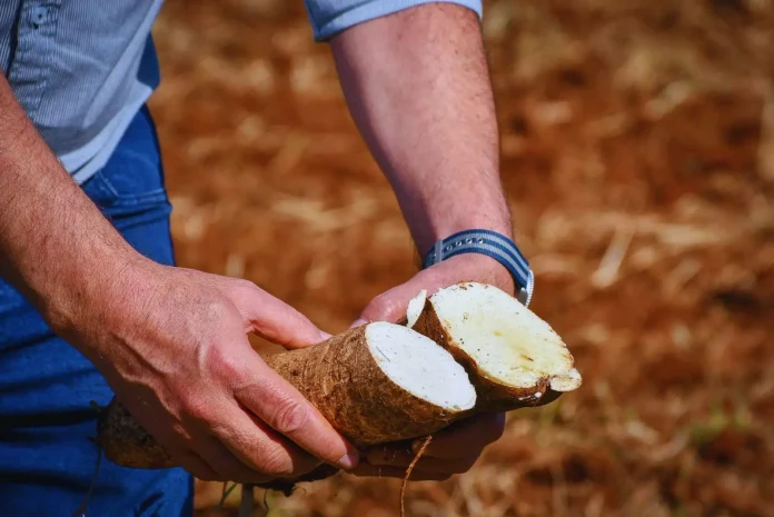 El INTA desarrolla cultivares de mandioca para el consumo y la industria