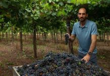¿El cambio climático puede arruinar el vino? Qué está pasando en los viñedos argentinos El cambio climático puede arruinar el vino