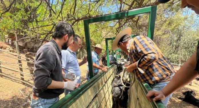 En Olmué inauguran moderna manga ganadera para manejo sanitario de más de 1.500 vacunos y equinos En Olmué inauguran moderna manga ganadera para manejo sanitario de más de 1.500 vacunos y equinos
