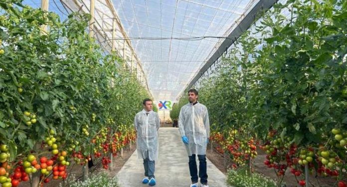 España Axia Vegetable Seeds refuerza su programa de tomate con resistencia a rugoso