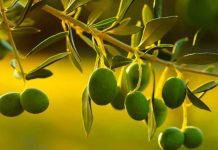 España! Los carozos de la aceituna se convierten en oro verde para regenerar olivos España! Los carozos de la aceituna se convierten en oro verde para regenerar olivos