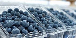 Exportación de arándanos en Ñuble: ¿cómo se advierte la temporada 2025/26?