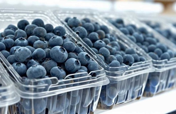 Exportación de arándanos en Ñuble: ¿cómo se advierte la temporada 2025/26?